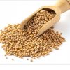 Fresh Yellow Mustard Seed 250 Gm
